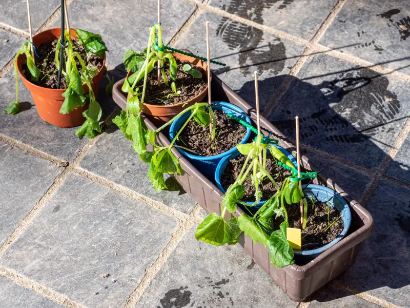 Kwiaty balkonowe uszodzone przez wiosenne przymrozki