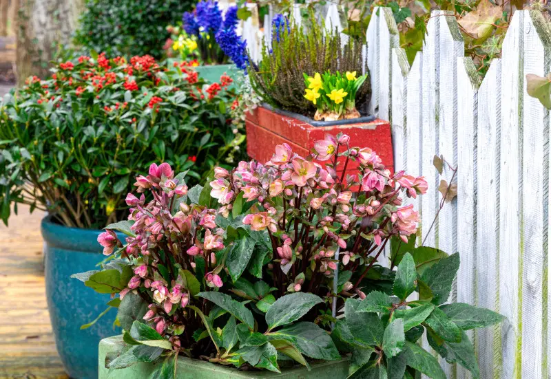 Ciemierniki na balkon w marcu