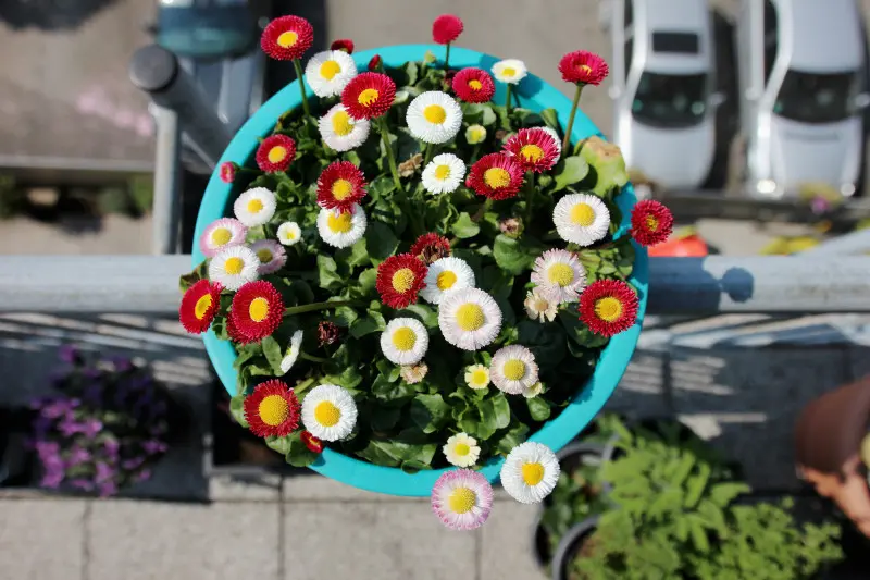 Stokrotki na balkon w marcu