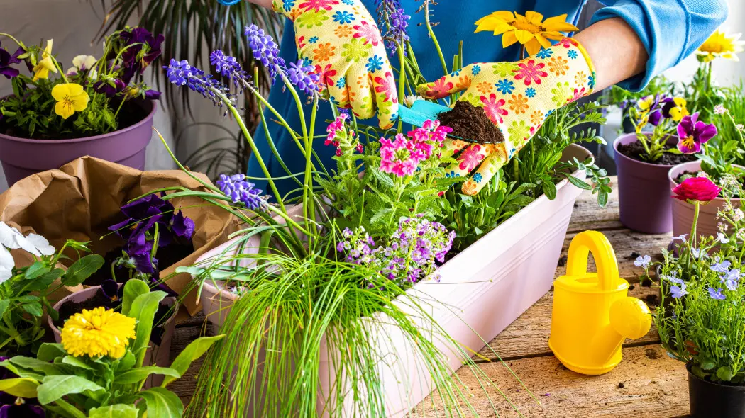 Najlepsze kwiaty na balkon w marcu. Jakie wybrać i jak sadzić, by nie zmarzły?