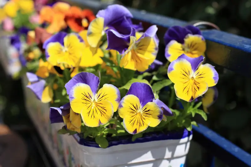 Bratki na balkon w marcu