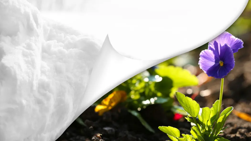 Ochrona bratków przed przymrozkami