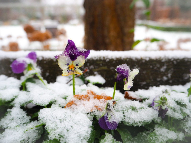 Bratki a przymrozki – do jakiej temperatury wytrzymują i jak je zabezpieczyć?
