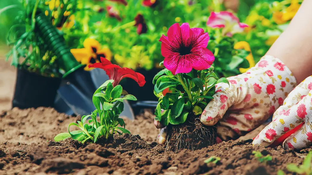 Bratki w gruncie. Jak sadzić w ogrodzie i jak je pielęgnować?