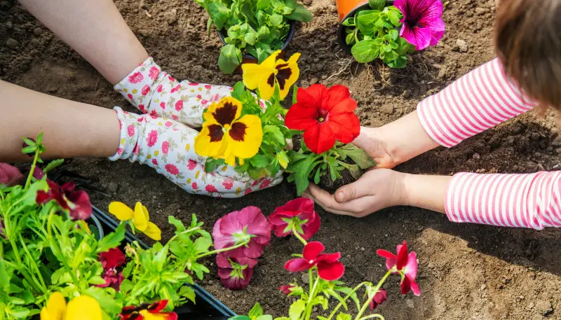 Jak uprawiać bratki w ogrodzie, aby kwitły jak najdłużej