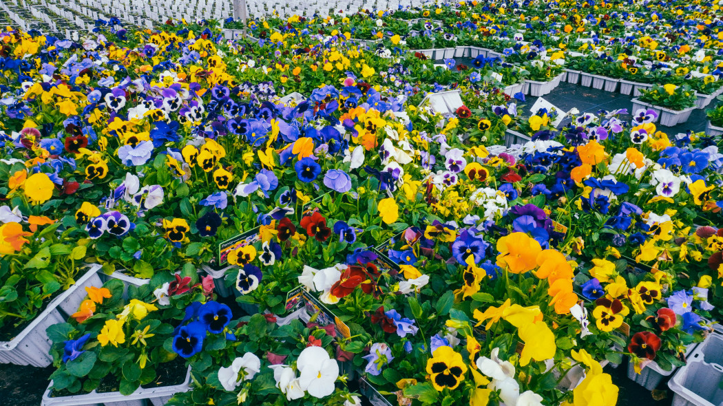Nie wszystkie bratki są takie same. Sprawdź, czym różnią się najpopularniejsze odmiany