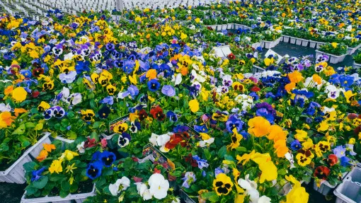 Jakie bratki wybrać – wielkokwiatowe czy drobne? Czym się różnią różne grupy i odmiany?