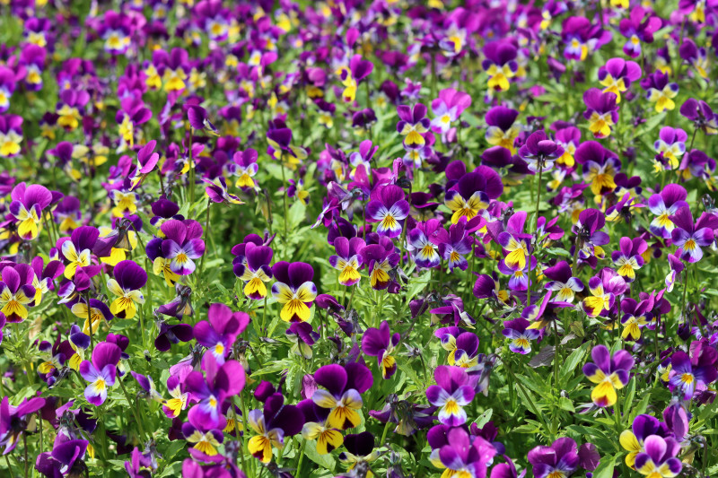 bratki drobnokwiatowe