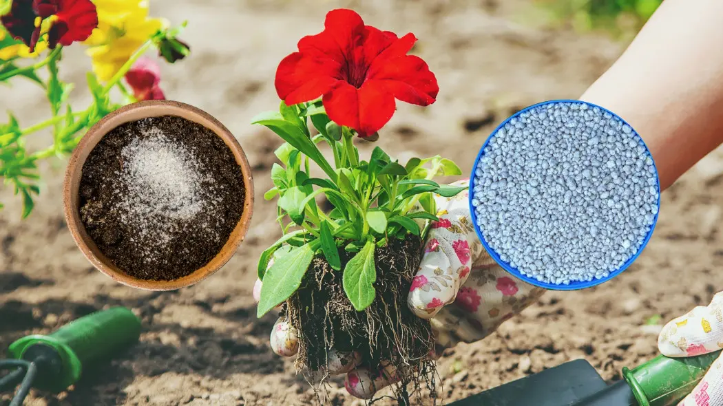 Dodaj to do ziemi podczas sadzenia bratków. Będziesz mniej nawozić i podlewać