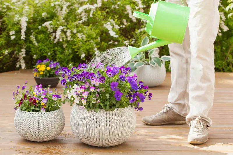 Uprawa i pielęgnacja bratków – krok po kroku i bez błędów