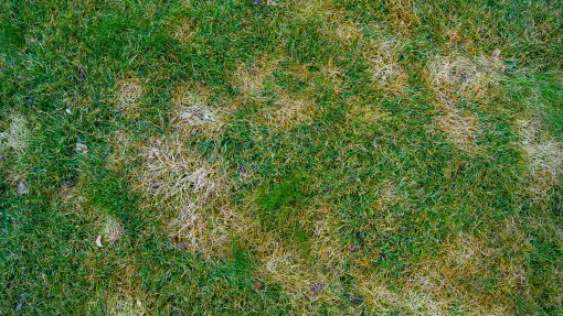 Jak przygotować trawnik do nowego sezonu? Krok po kroku i bez błędów