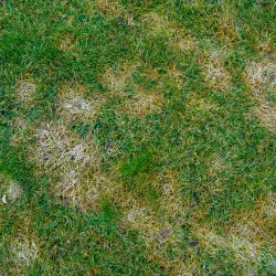 Jak przygotować trawnik do nowego sezonu? Krok po kroku i bez błędów