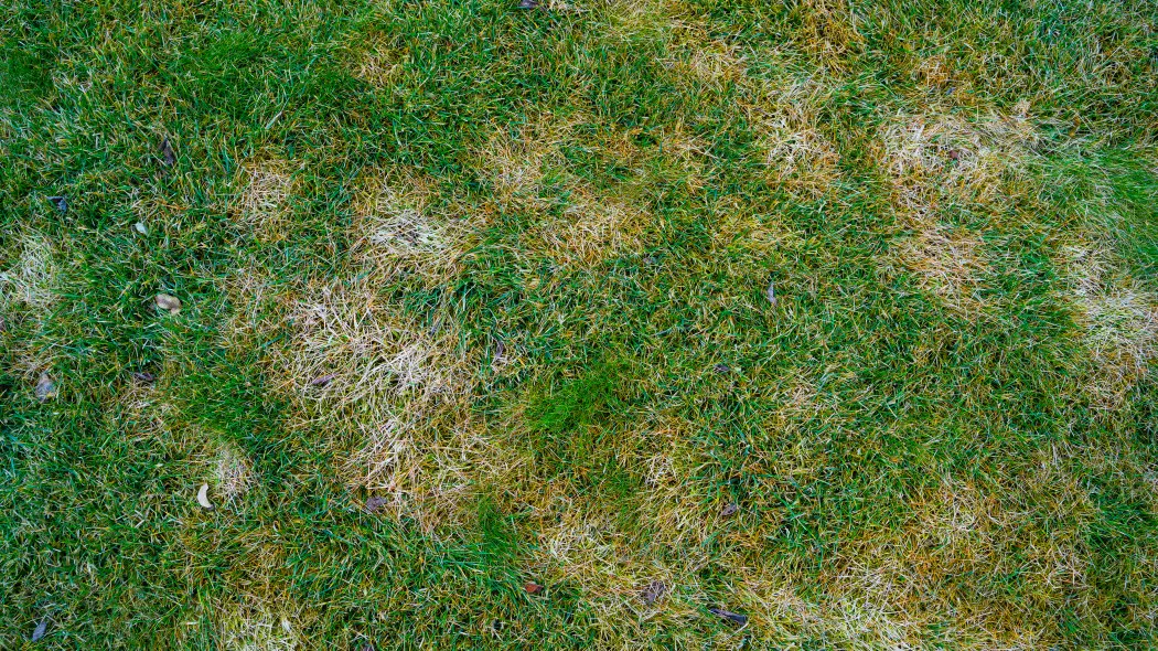 Jak przygotować trawnik do nowego sezonu? Krok po kroku i bez błędów