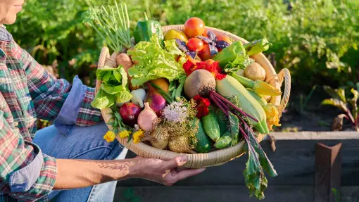 Warzywnik dla początkujących. Od czego zacząć i co uprawiać?