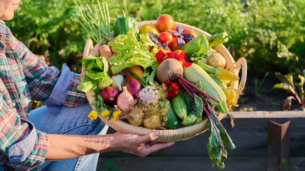 Warzywnik dla początkujących i warzywa łatwe w uprawie