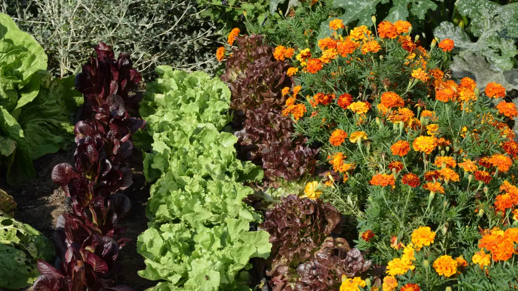 Ten popularny kwiat pomaga w walce ze szkodnikami. Ale ma jeden minus