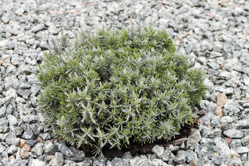 Lawenda po wiosennym cięciu