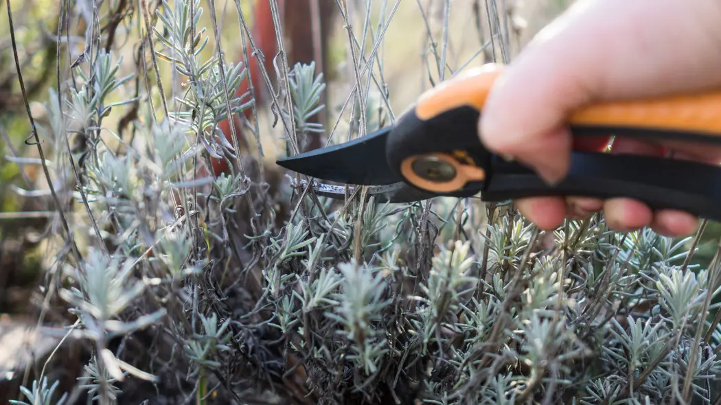 Wiosenne cięcie lawendy – krok po kroku i bez błędów