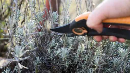 Wiosenne cięcie lawendy – krok po kroku i bez błędów