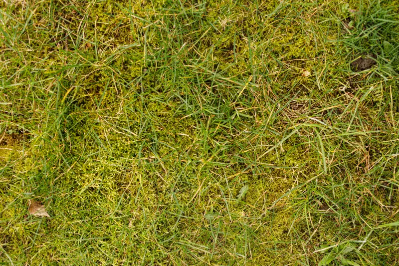 Mech w trawniku to nie problem estetyczny – to sygnał ostrzegawczy