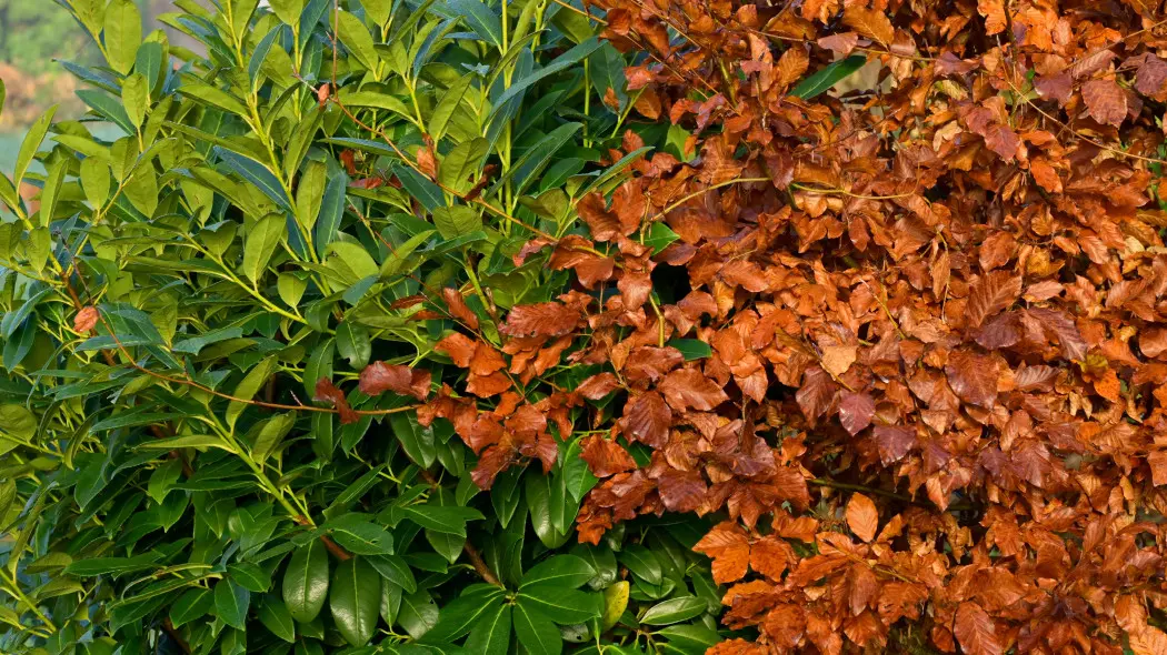 Reanimacja laurowiśni po zimie. Jak sprawdzić, czy jest martwa? Jak ją ratować?