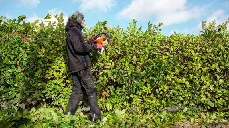 Cięcie regeneracyjne odmładzające laurowiśni po zimie