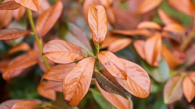 Brązowe liście laurowiśni po zimie