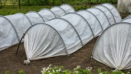 Kiedy siać i jak uprawiać nowalijki pod osłonami? Najlepsze gatunki na wczesny zbiór