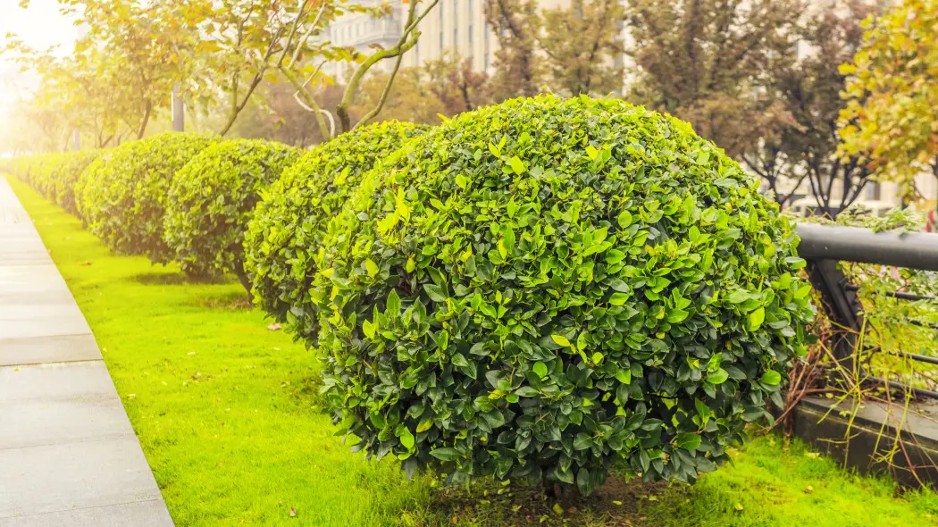 Drzewka ozdobne do ogrodu – jak świadomie budować piętrową, naturalną i ponadczasową przestrzeń zieloną?