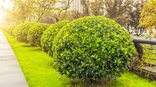Drzewka ozdobne do ogrodu – jak świadomie budować piętrową, naturalną i ponadczasową przestrzeń zieloną?