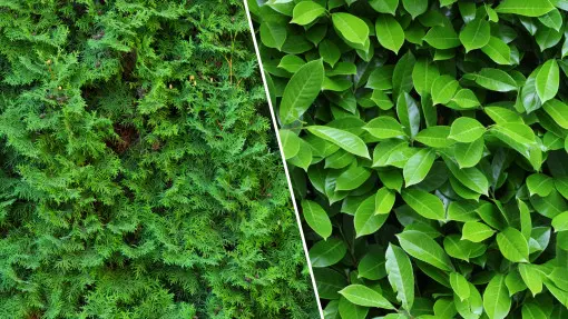 Ogrodnicy wymienili tuję na to i teraz żałują