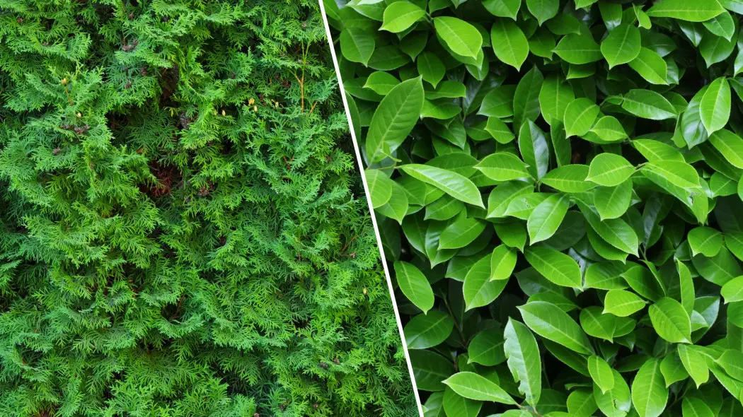 Ogrodnicy wymienili tuję na to i teraz żałują