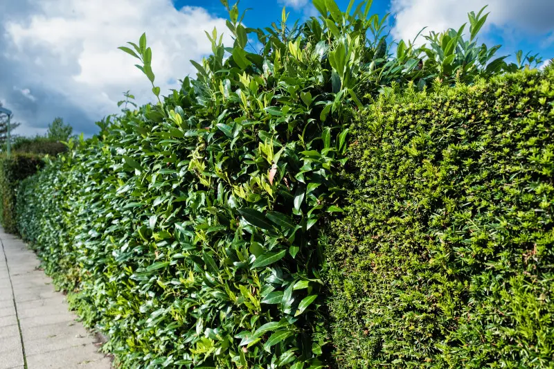 Żywopłot z laurowiśni rosnący obok żywopłotu z tui w ogrodzie