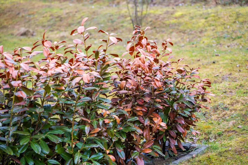 Laurowiśnia z brązowiejącymi liśćmi po zimie w ogrodzie