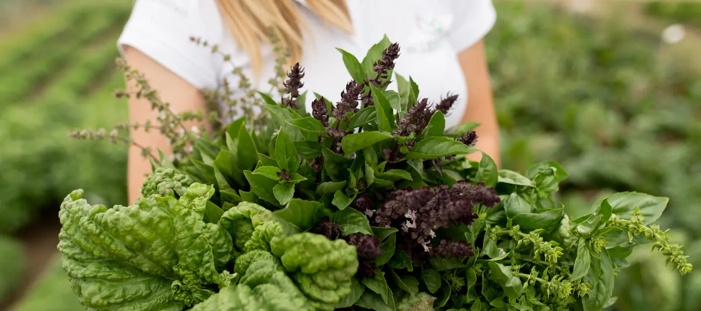 Świeże zioła w domu, ogrodzie lub na balkonie. Wystarczy wysiać odpowiednie nasiona