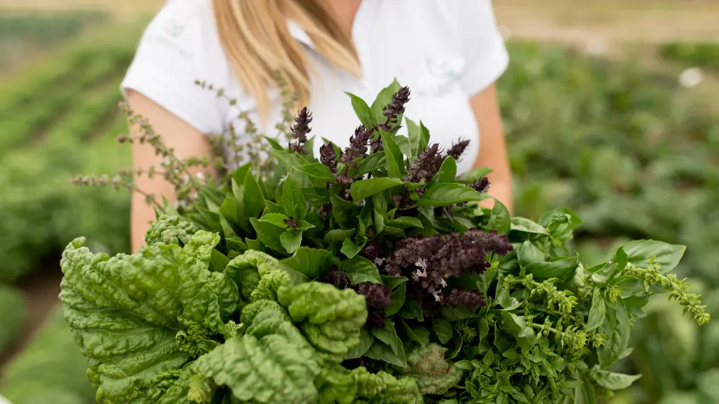 Świeże zioła w domu, ogrodzie lub na balkonie. Wystarczy wysiać odpowiednie nasiona