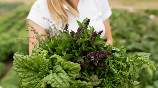 Jak mieć świeże zioła zawsze pod ręką? Wystarczy wysiać te nasiona – w domu, ogrodzie lub na balkonie