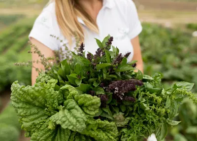 Jak mieć świeże zioła zawsze pod ręką? Wystarczy wysiać te nasiona – w domu, ogrodzie lub na balkonie