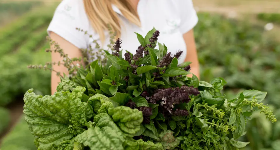 Jak mieć świeże zioła zawsze pod ręką? Wystarczy wysiać te nasiona – w domu, ogrodzie lub na balkonie