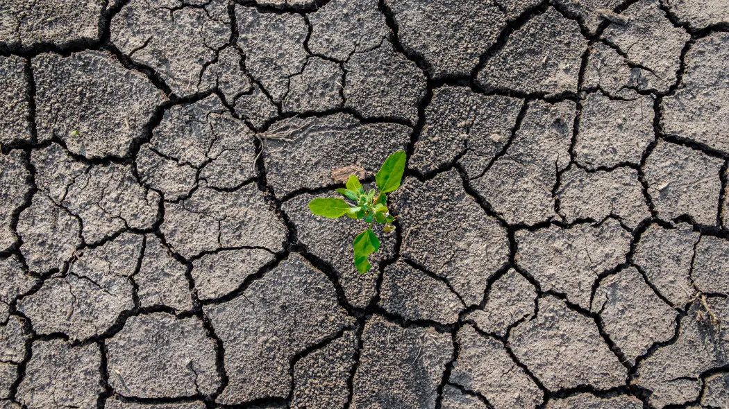 Rośliny słabo rosną? To może być efekt "martwej gleby"