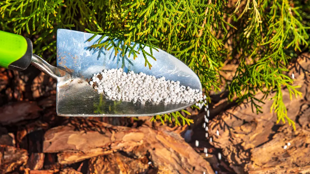 Nawozisz regularnie, a rośliny wciąż słabe? Może sypiesz „na oko”