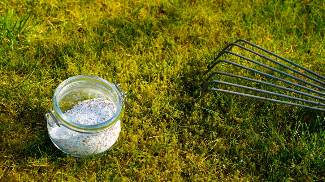 Mech w trawniku to znak. 7 rzeczy, które warto sprawdzić i 7 zrobić, które trzeba zrobić