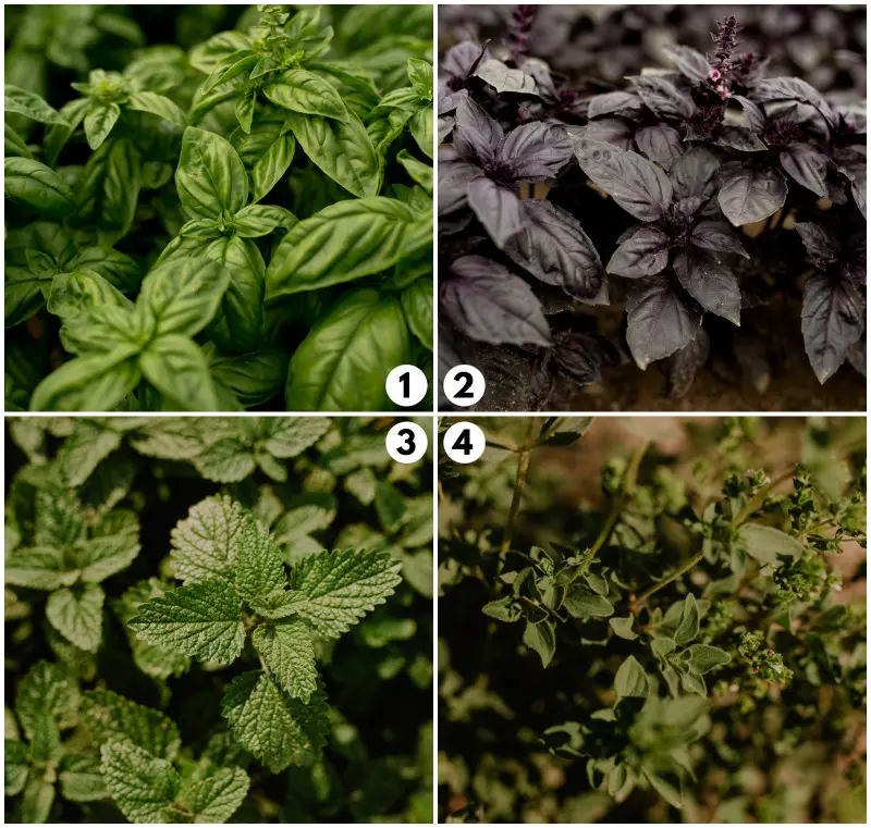 Zioła z własnej uprawy