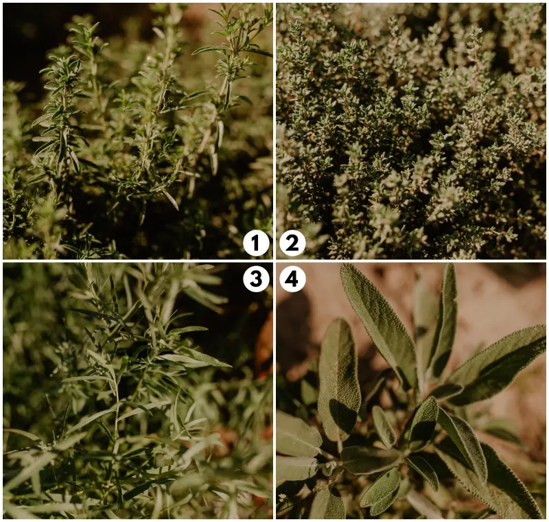 Zioła z własnej uprawy