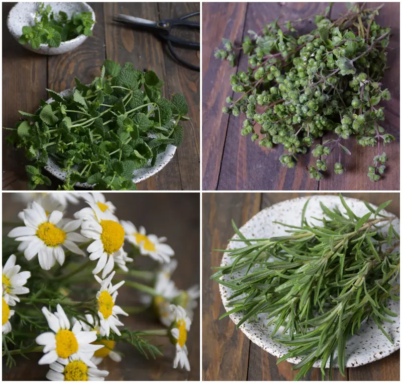 Świeże zioła jako rośliny lecznicze i przyprawy