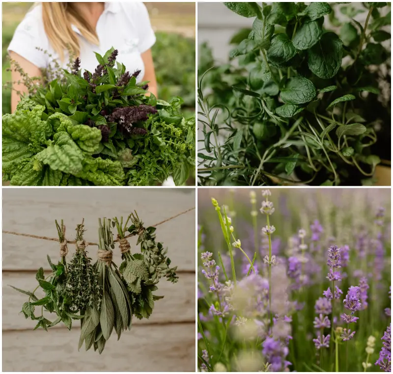 Aromatyczne zioła z ogrodu