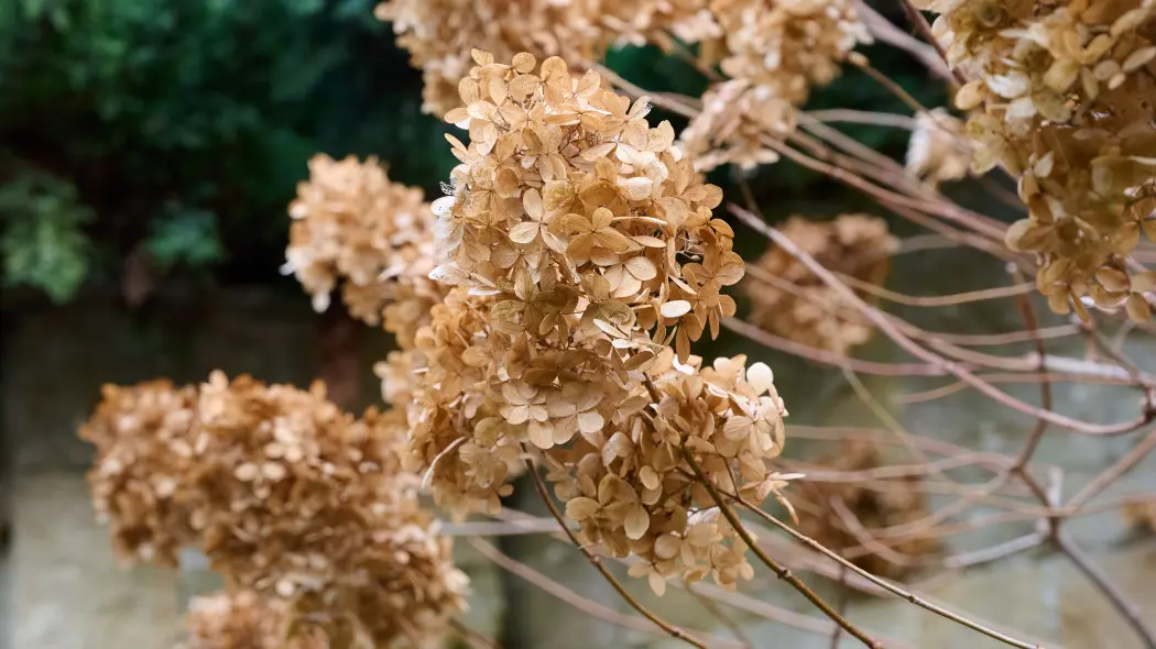 W marcu wygląda na martwą, a potem zaskakuje. Kiedy naprawdę skreślać hortensję?