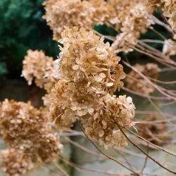 W marcu wygląda na martwą. Czy hortensja bukietowa jeszcze odbije?