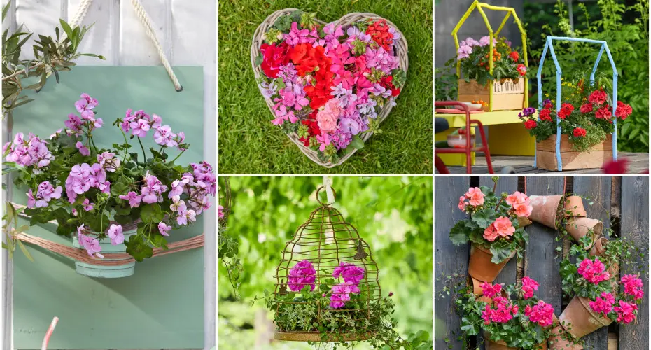 Pelargonie w nowej odsłonie. 26 pomysłów na balkon w sezonie 2026