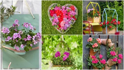 Pelargonie w nowej odsłonie. 26 pomysłów na balkon w sezonie 2026